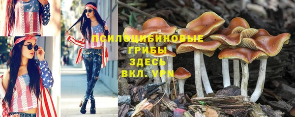стаф Козловка
